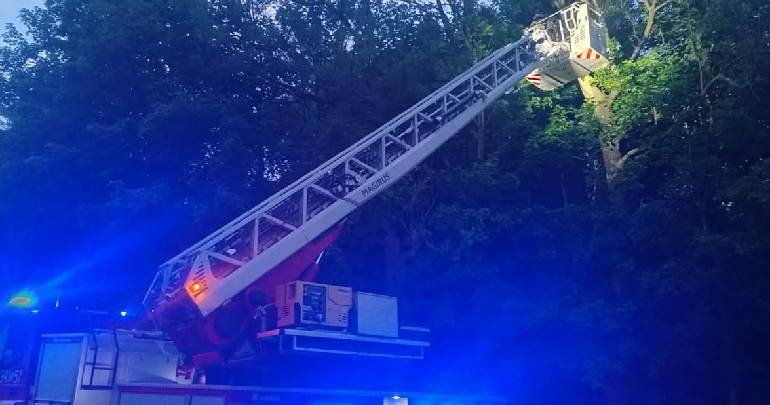 Strażacy uratowali kota z wysokiego drzewa w Radomierzu