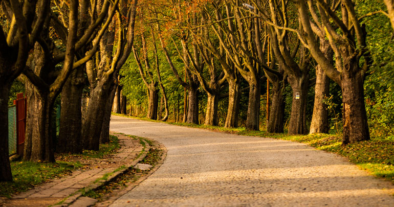 Konsultacje społeczne – projekt uchwały dotyczącej Alei Jarzęba Szwedzkiego 